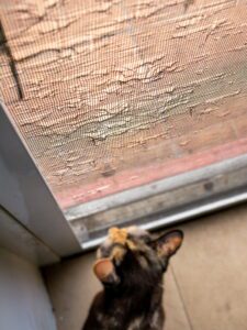 Damaged by Pet